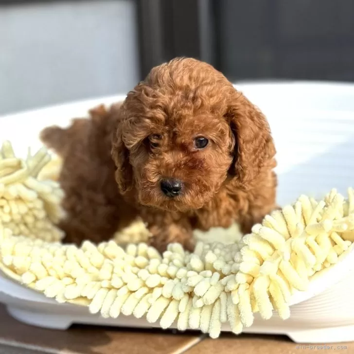 ID:2508-05244の子犬