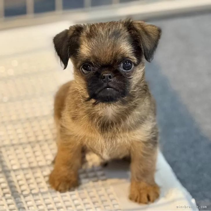 ID：2504-07817の子犬