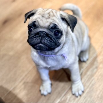 パグ【山口県・女の子・2025年8月24日・フォーン】の写真「すぐにお迎えできます」