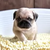 パグ
