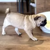 パグ【山口県・女の子・2025年8月24日・フォーン】の写真4