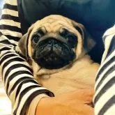 パグ【山口県・女の子・2025年8月24日・フォーン】の写真5