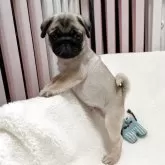 パグ