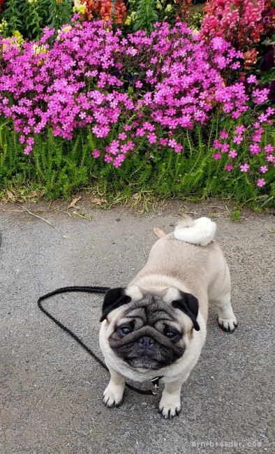 パグ【・男の子・2017年6月15日・フォーン】「インターチャンピオンです」