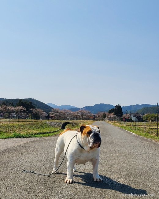 子犬達のママです。骨格構成も骨量も抜群です！｜澤田　優(さわだ　ゆう)ブリーダー(京都府・ブルドッグ・JKC登録)の紹介写真3
