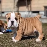 ブルドッグ【京都府・女の子・2024年11月22日・レッド&ホワイト】の写真1「お目々がチャームポイントの小ぶりな女の子です♡」