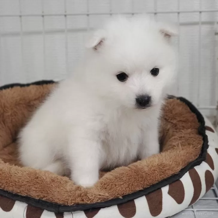 ID：2412-01359の子犬