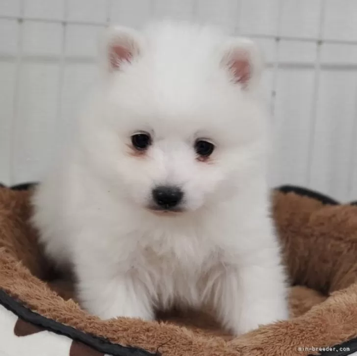 S.K 様のお迎えした子犬