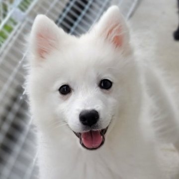 日本スピッツ【静岡県・女の子・2025年7月18日・ホワイト】の写真「動画可愛いよ❤️
小柄の女の子です。」