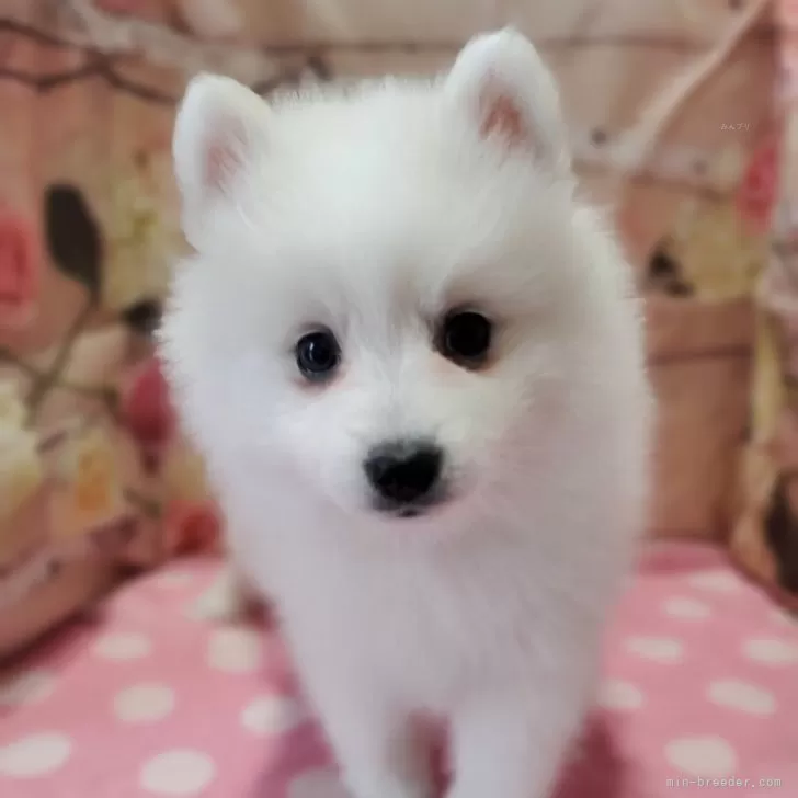 ID:2403-00851の子犬