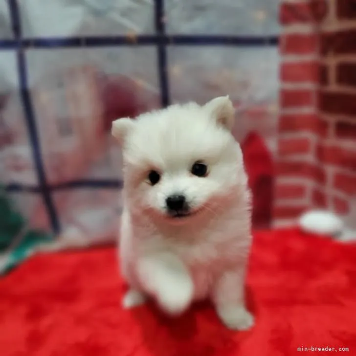 ID：2212-01144の子犬