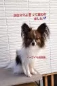 パピヨン【福岡県・男の子・2025年5月15日・セーブル&ホワイト】の写真14「ママ」