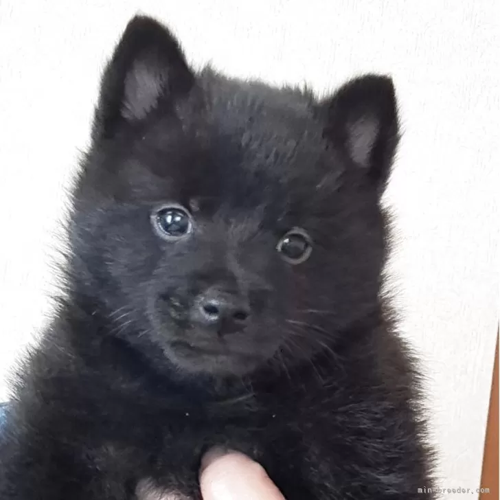 ID:2503-06333の子犬