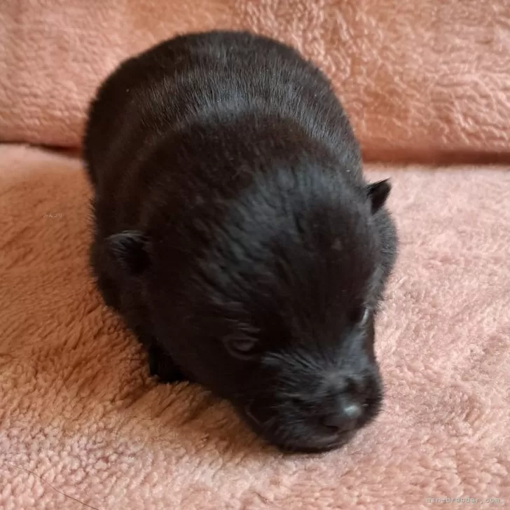 ID：2503-03420の子犬