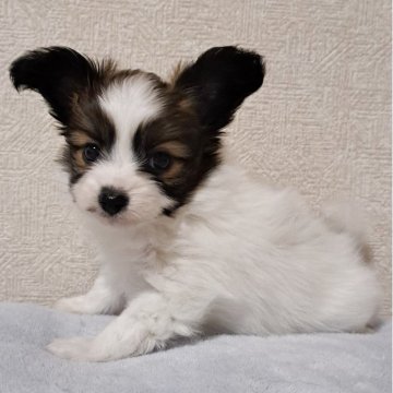 パピヨン【福岡県・男の子・2025年10月17日・セーブル&ホワイト】の写真「目が開きました」