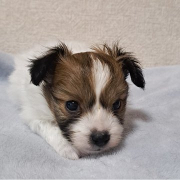 パピヨン【福岡県・男の子・2025年10月17日・セーブル&ホワイト】の写真「イケメン君」