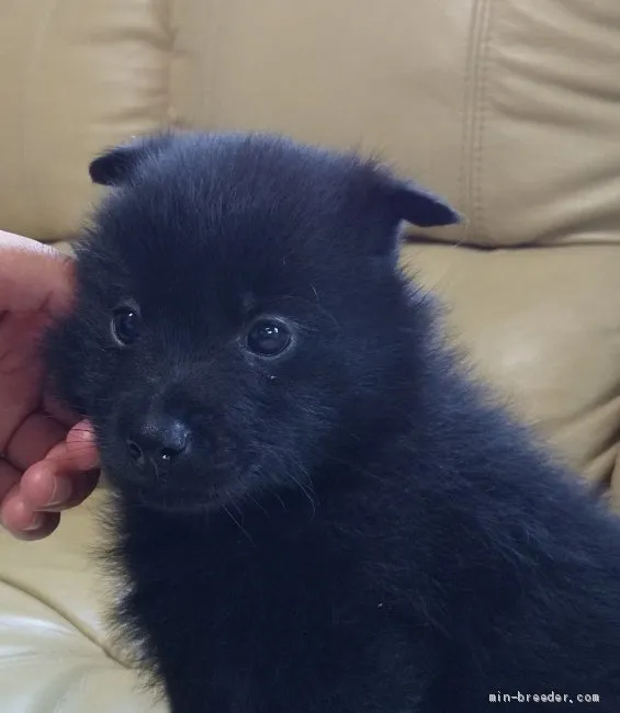 ID：2011-00186の子犬