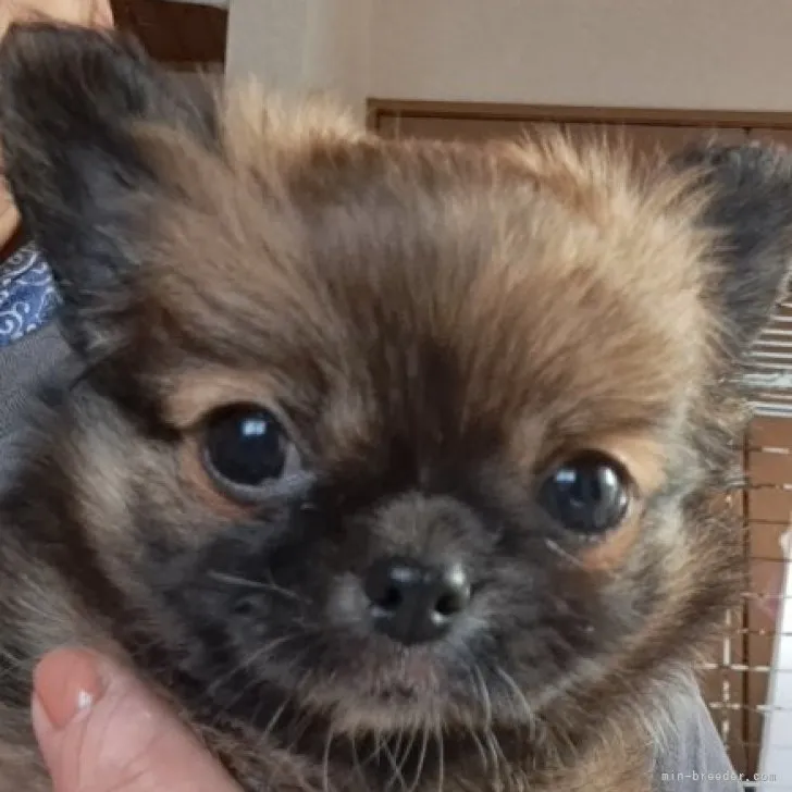 ID:2304-05904の子犬
