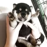 柴犬(標準サイズ)