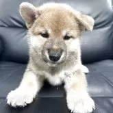 柴犬(標準サイズ)