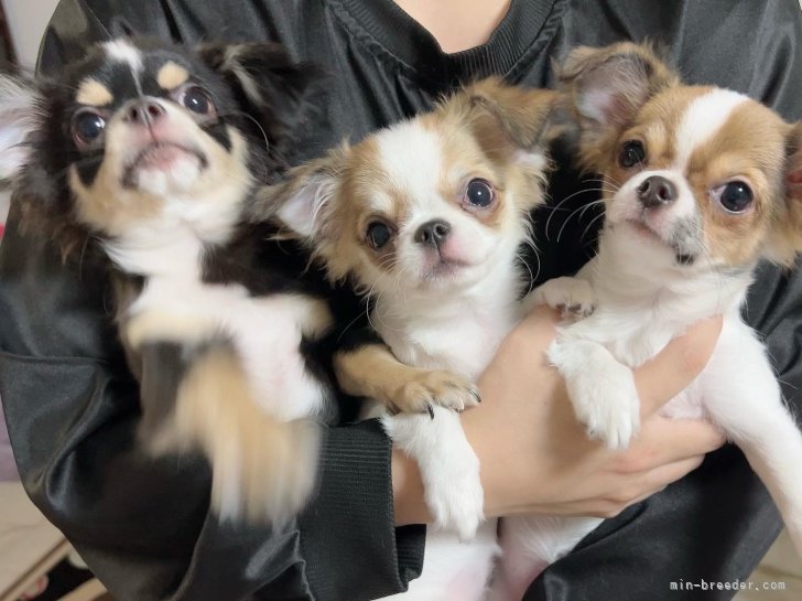 木下　美希(きのした　みき)ブリーダー(愛媛県・チワワ(ロング)など・JKC登録)の紹介写真2