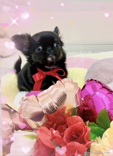 木下　美希(きのした　みき)ブリーダー(愛媛県・チワワ(ロング)など・JKC登録)の紹介写真4