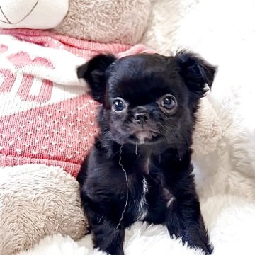 チワワ(ロング)【愛媛県・男の子・2025年3月17日・ブラック】の写真「可愛いお顔でモフモフの綺麗なブラックソリッド」