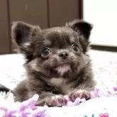 チワワ(ロング)