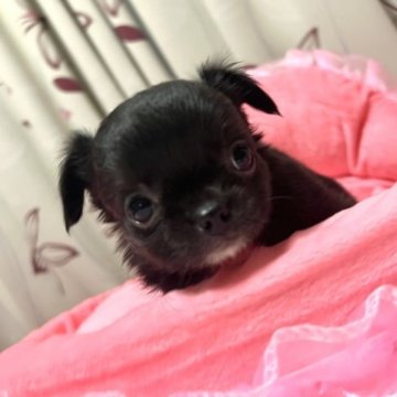 チワワ(ロング)【愛媛県・男の子・2023年10月15日・ブラック&ホワイト】の写真「まん丸お顔にデコっぱち。自慢の目幅は最高💖」