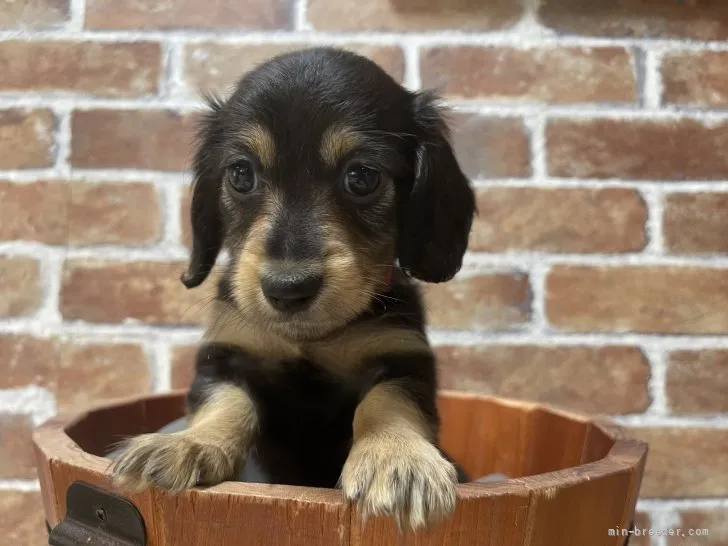 ID：2110-01662の子犬