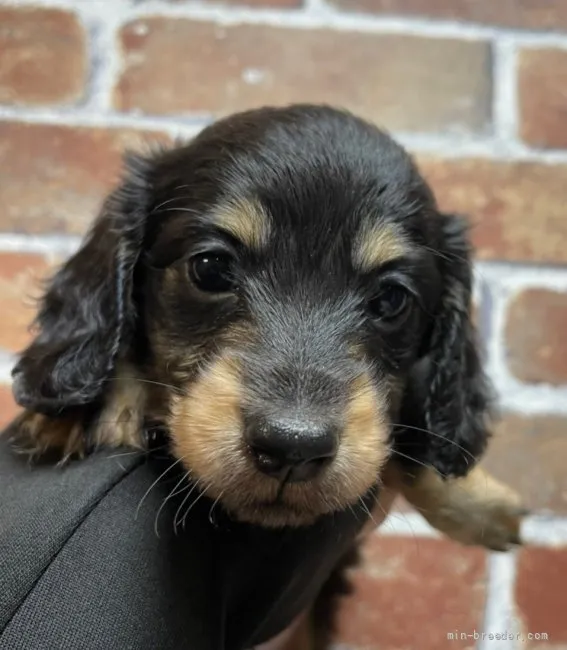 ID:2204-04109の子犬