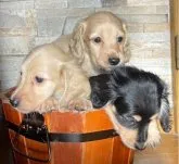 ミニチュアダックスフンド(ロング)【福岡県・男の子・2023年7月18日・イエロー】の写真2