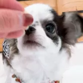 チワワ(ロング)【山口県・女の子・2025年5月26日・ブルー&ホワイトパーティ】の写真2