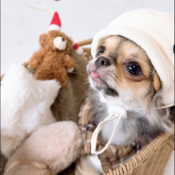 チワワ(ロング)【山口県・女の子・2025年7月11日・ブラッククリーム】の写真「人懐っこくて超癒し系女子です♬」