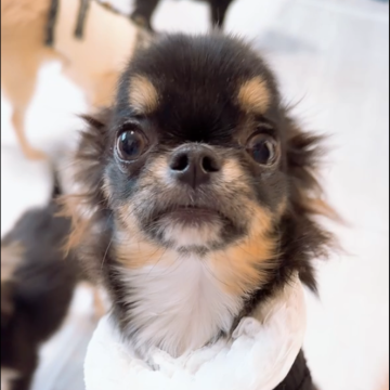 チワワ(ロング)【山口県・男の子・2025年5月28日・ブラックホワイト】の写真「人懐っこくてきれいなお顔の男の子です♬」