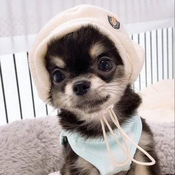 チワワ(ロング)【山口県・男の子・2025年7月29日・ブラックタン&ホワイト】の写真「とっても優しい男の子です♩」