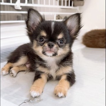 チワワ(ロング)【山口県・男の子・2025年9月27日・トライカラー】の写真「マイペースな甘えん坊な男の子です💕」