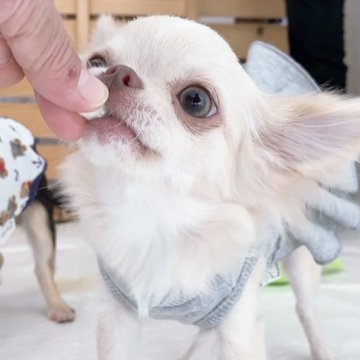 チワワ(ロング)【山口県・女の子・2025年6月2日・クリーム】の写真「小柄だけど元気いっぱい天真爛漫な女の子★」