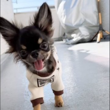 チワワ(ロング)【山口県・男の子・2025年5月28日・ブラックホワイト】の写真「人懐っこくてきれいなお顔の男の子です♬」