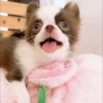 チワワ(ロング)【山口県・男の子・2025年5月28日・チョコホワイト】の写真「大きなお目目で見つめられたら離れられなくなりますよ」