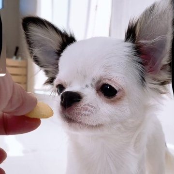 チワワ(ロング)【山口県・女の子・2025年5月28日・ブラックホワイトパーティー】の写真「人懐っこくて愛嬌たっぷりの女の子です♬」