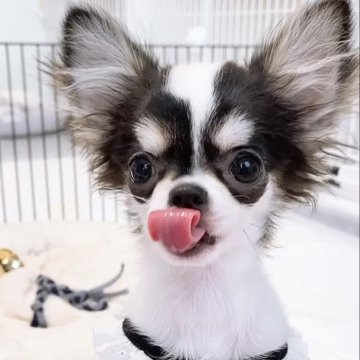 チワワ(ロング)【山口県・女の子・2025年7月29日・トライカラー】の写真「小ぶり確定の超特選トライカラーの女の子です★」
