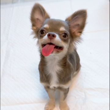 チワワ(ロング)【山口県・女の子・2025年5月23日・イザベラ】の写真「レアカラー！めちゃくちゃ可愛い女の子です！！」