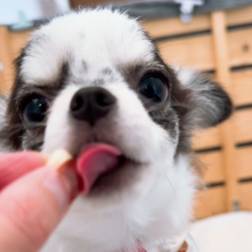 チワワ(ロング)【山口県・女の子・2025年5月26日・ブルー&ホワイトパーティ】の写真「おっとりマイペースなところがたまらなく愛おしい♡」