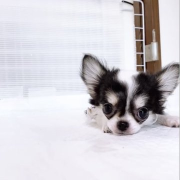 チワワ(ロング)【山口県・女の子・2025年7月29日・ブラック&ホワイト】の写真「小ぶり確定の超特選チョコタンの女の子です★」