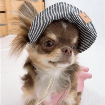 チワワ(ロング)【山口県・女の子・2025年5月27日・チョコクリーム】の写真「超特選★一目見たらメロメロになりそうな女の子♬」