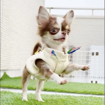 チワワ(ロング)【山口県・男の子・2025年6月26日・チョコ&ホワイト】の写真「澄んだ瞳と愛くるしい存在感で心を癒してくれます♡」