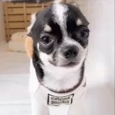 チワワ(スムース)