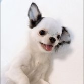 チワワ(ロング)