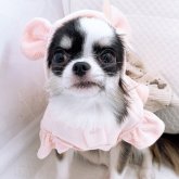 チワワ(ロング)